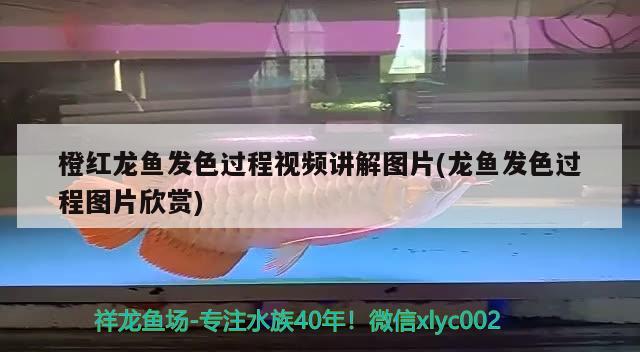 橙紅龍魚發(fā)色過程視頻講解圖片(龍魚發(fā)色過程圖片欣賞) 黃金夢幻雷龍魚