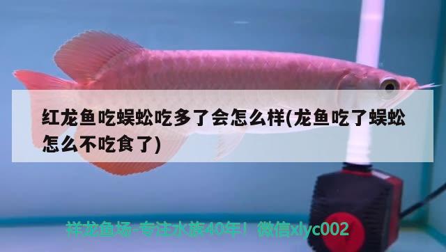 銀龍魚用什么顏色的線（銀龍魚用什么顏色的線好看） 銀龍魚 第2張