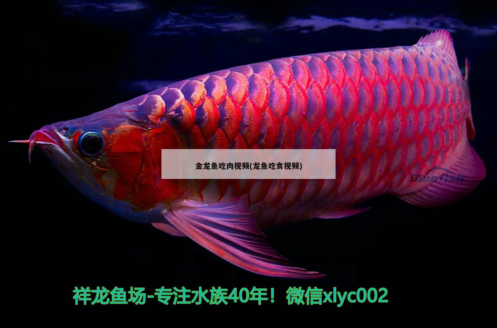 金龍魚吃肉視頻(龍魚吃食視頻)