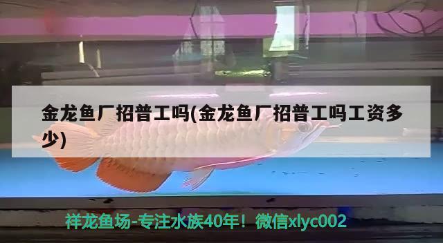 金龍魚廠招普工嗎(金龍魚廠招普工嗎工資多少) 丹頂錦鯉魚 第2張