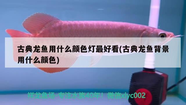 孔雀魚生小魚要單獨撈出嗎為什么：孔雀魚生小魚只生1條怎么辦 觀賞魚 第1張