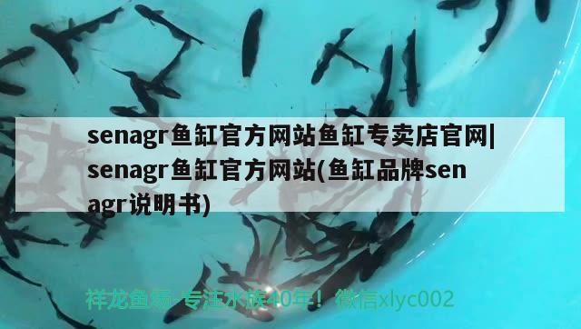 senagr魚缸官方網(wǎng)站魚缸專賣店官網(wǎng)|senagr魚缸官方網(wǎng)站(魚缸品牌senagr說明書) 龍鳳鯉魚