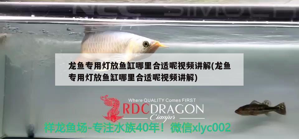 龍魚專用燈放魚缸哪里合適呢視頻講解(龍魚專用燈放魚缸哪里合適呢視頻講解)