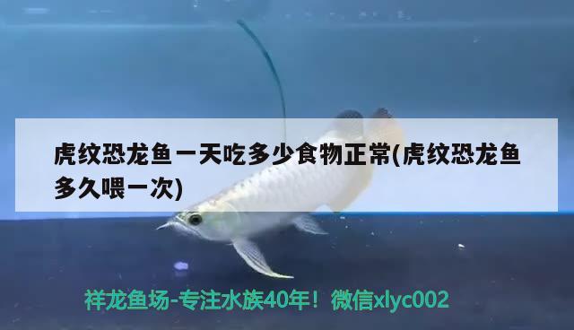 虎紋恐龍魚一天吃多少食物正常(虎紋恐龍魚多久喂一次) 廣州水族批發(fā)市場(chǎng)