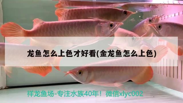 龍魚怎么上色才好看(金龍魚怎么上色) 黑水素