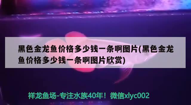 黑色金龍魚價格多少錢一條啊圖片(黑色金龍魚價格多少錢一條啊圖片欣賞)