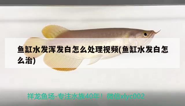 魚缸水發(fā)渾發(fā)白怎么處理視頻(魚缸水發(fā)白怎么治)