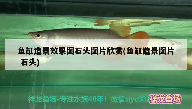 魚缸造景效果圖石頭圖片欣賞(魚缸造景圖片石頭) 廣州龍魚批發(fā)市場