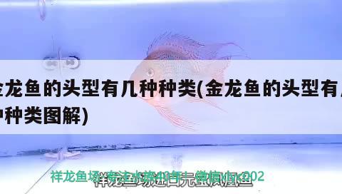 金龍魚的頭型有幾種種類(金龍魚的頭型有幾種種類圖解) 金三間魚