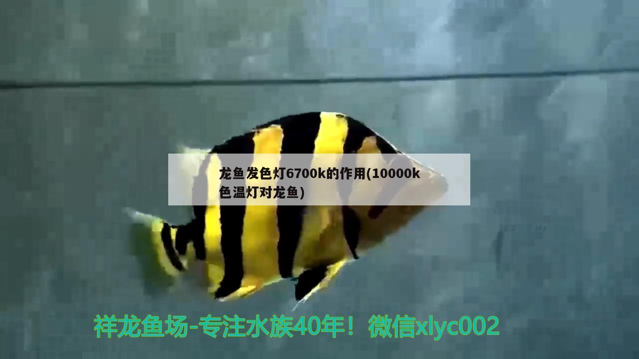 龍魚發(fā)色燈6700k的作用(10000k色溫?zé)魧堲~) 福滿鉆魚