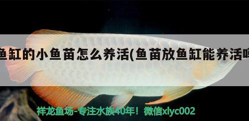 魚缸的小魚苗怎么養(yǎng)活(魚苗放魚缸能養(yǎng)活嗎) 狗仔招財(cái)貓魚