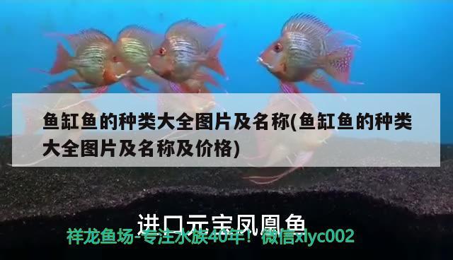 魚缸魚的種類大全圖片及名稱(魚缸魚的種類大全圖片及名稱及價(jià)格) 蘇虎苗（蘇門答臘虎魚苗）