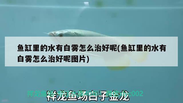 魚缸里的水有白霧怎么治好呢(魚缸里的水有白霧怎么治好呢圖片) 斯維尼關刀魚