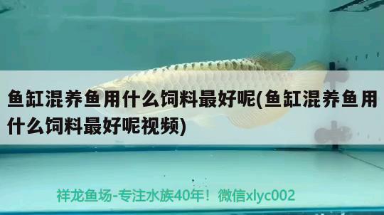 哭了配魚直接下肚 虎紋銀版魚 第2張