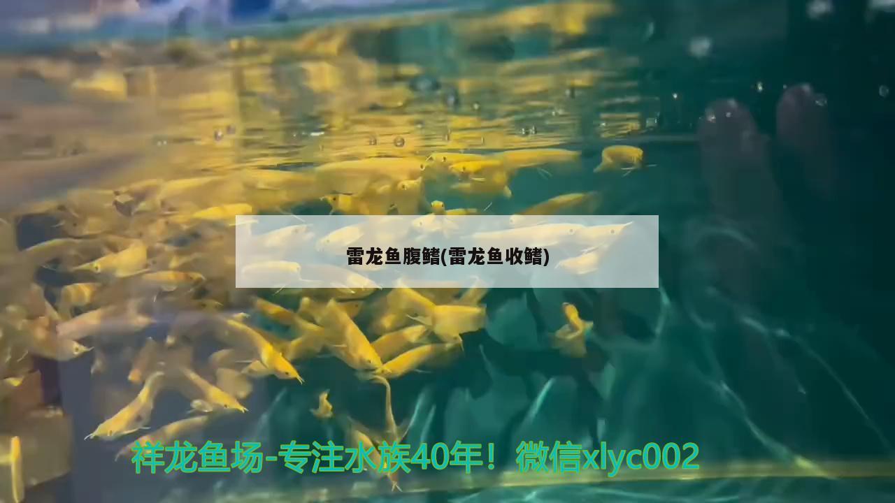 雷龍魚腹鰭(雷龍魚收鰭)