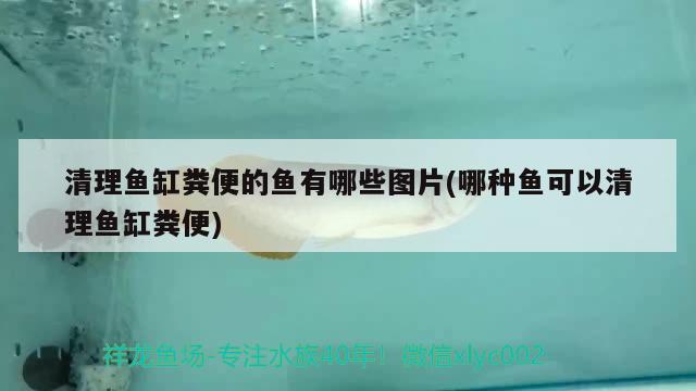 清理魚(yú)缸糞便的魚(yú)有哪些圖片(哪種魚(yú)可以清理魚(yú)缸糞便) 白寫(xiě)錦鯉魚(yú)