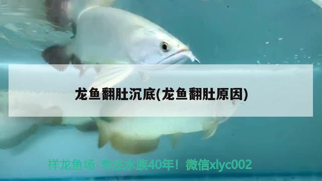 龍魚翻肚沉底(龍魚翻肚原因) 埃及神仙魚