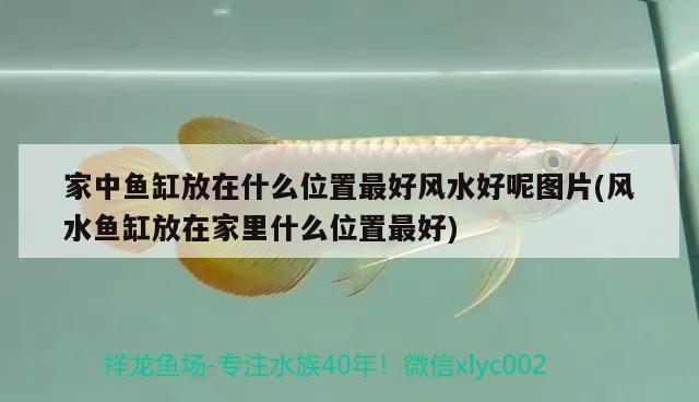 家中魚缸放在什么位置最好風(fēng)水好呢圖片(風(fēng)水魚缸放在家里什么位置最好) 魚缸風(fēng)水