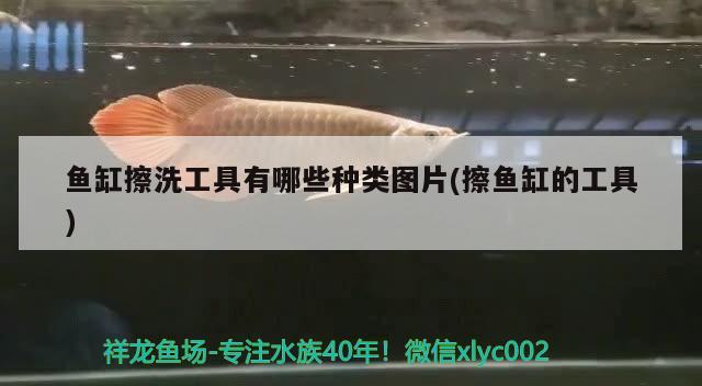 魚缸擦洗工具有哪些種類圖片(擦魚缸的工具) iwish愛唯希品牌魚缸 第2張