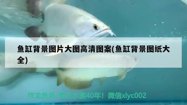 魚缸背景圖片大圖高清圖案(魚缸背景圖紙大全) 高背金龍魚