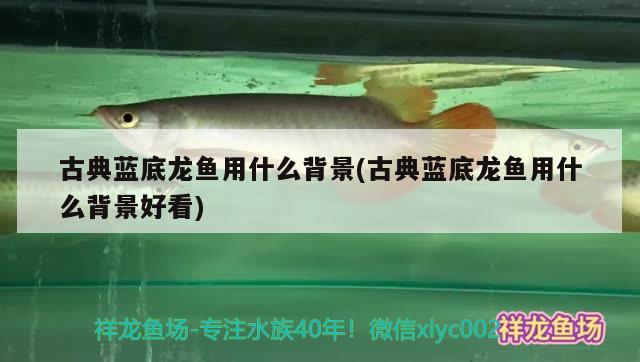 古典藍底龍魚用什么背景(古典藍底龍魚用什么背景好看)