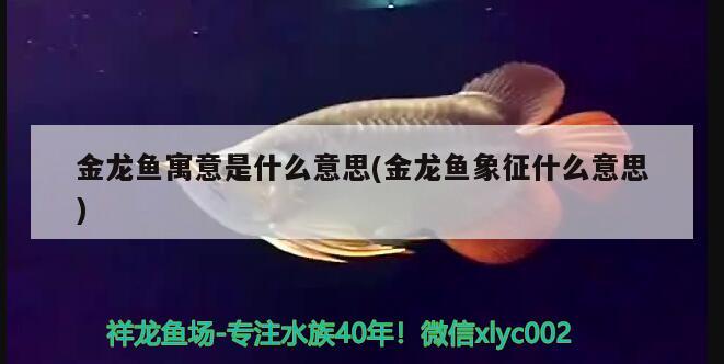 金龍魚寓意是什么意思(金龍魚象征什么意思) 魚缸百科 第3張