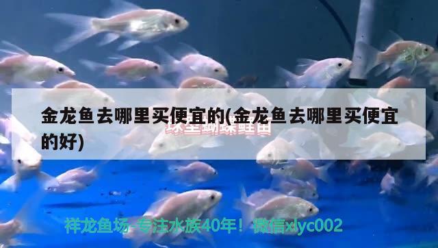 金龍魚去哪里買便宜的(金龍魚去哪里買便宜的好) 帝王迷宮