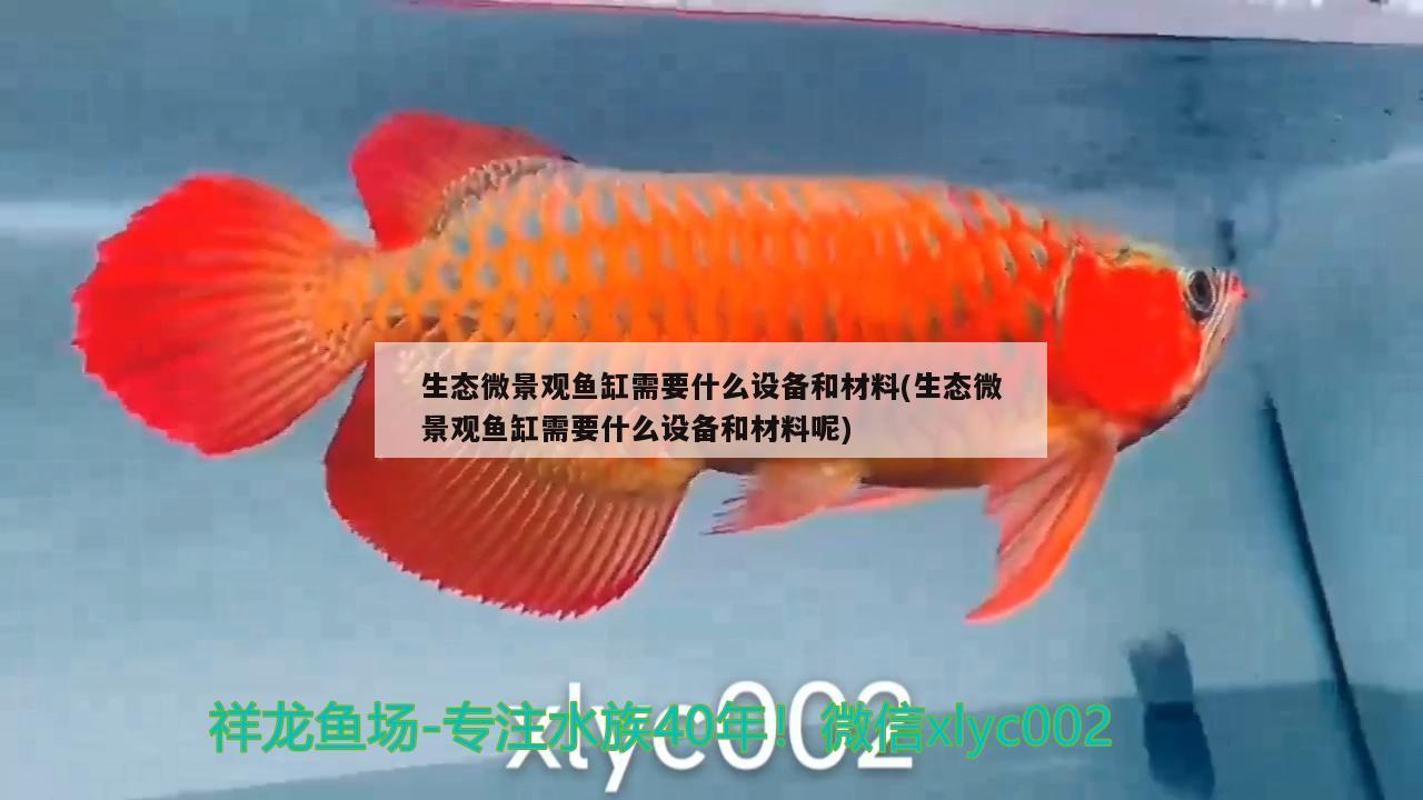 生態(tài)微景觀魚缸需要什么設(shè)備和材料(生態(tài)微景觀魚缸需要什么設(shè)備和材料呢) 紅龍專用魚糧飼料