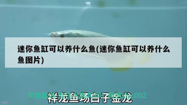 迷你魚缸可以養(yǎng)什么魚(迷你魚缸可以養(yǎng)什么魚圖片) 觀賞魚市場