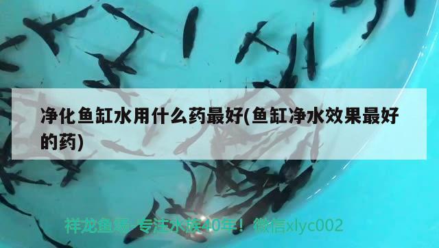 凈化魚缸水用什么藥最好(魚缸凈水效果最好的藥) 南美異型魚