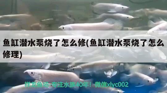 魚缸潛水泵燒了怎么修(魚缸潛水泵燒了怎么修理)