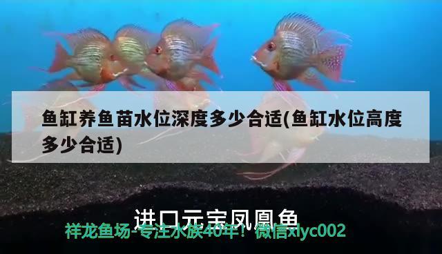 魚缸養(yǎng)魚苗水位深度多少合適(魚缸水位高度多少合適)