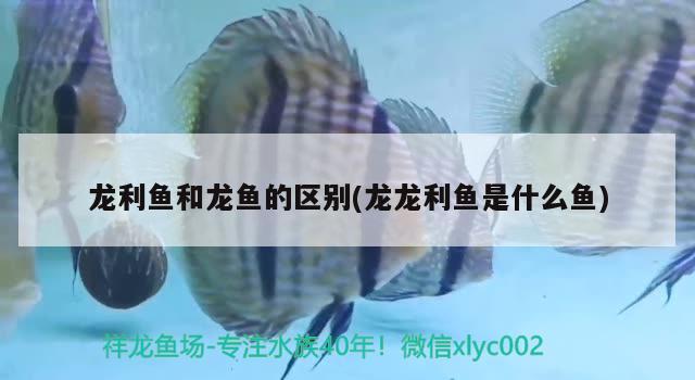 龍利魚和龍魚的區(qū)別(龍龍利魚是什么魚)