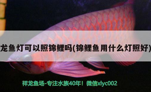 龍魚燈可以照錦鯉嗎(錦鯉魚用什么燈照好) 粗線銀版魚