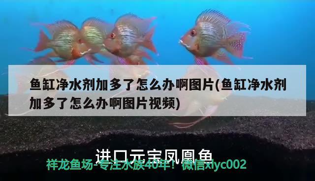 石家莊隔離吃金龍魚 石家莊疫情吃龍魚 印尼小紅龍