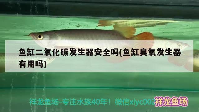 魚缸二氧化碳發(fā)生器安全嗎(魚缸臭氧發(fā)生器有用嗎) 二氧化碳設(shè)備