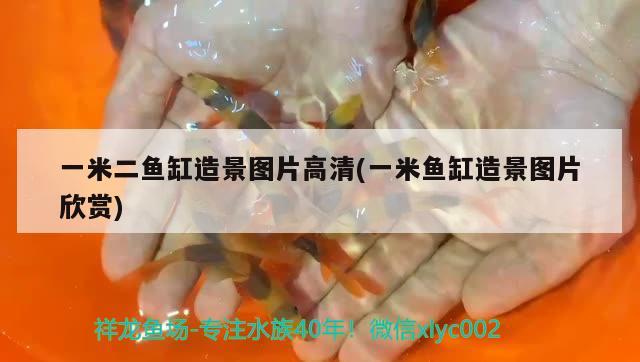 一米二魚缸造景圖片高清(一米魚缸造景圖片欣賞) 廣州水族器材濾材批發(fā)市場