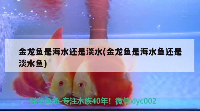 金龍魚是海水還是淡水(金龍魚是海水魚還是淡水魚) 海水魚