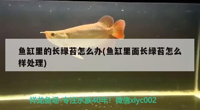 魚(yú)缸里的長(zhǎng)綠苔怎么辦(魚(yú)缸里面長(zhǎng)綠苔怎么樣處理) 潛水泵