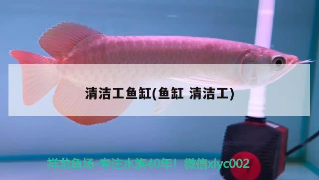 清潔工魚缸(魚缸清潔工) 純血皇冠黑白魟魚