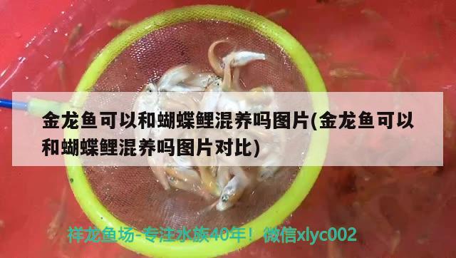 金龍魚可以和蝴蝶鯉混養(yǎng)嗎圖片(金龍魚可以和蝴蝶鯉混養(yǎng)嗎圖片對比) 蝴蝶鯉