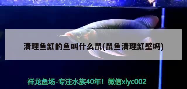 10公分虎魚和40公分龍魚混養(yǎng)可行嗎？（10公分虎魚和40公分龍魚混養(yǎng)可以嗎） 虎魚百科 第2張