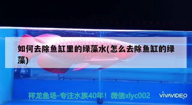 如何去除魚缸里的綠藻水(怎么去除魚缸的綠藻) 稀有金龍魚