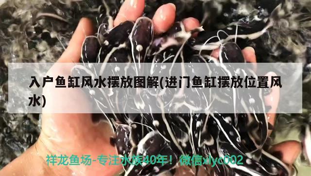 入戶魚缸風水擺放圖解(進門魚缸擺放位置風水) 魚缸風水