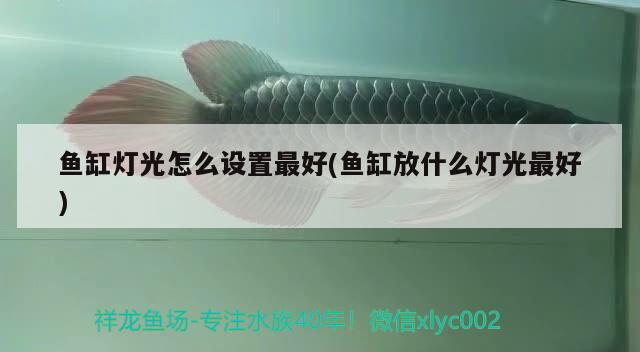 魚缸燈光怎么設(shè)置最好(魚缸放什么燈光最好) 成吉思汗鯊（球鯊）魚