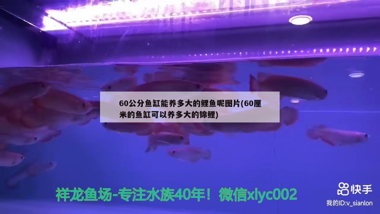 60公分魚(yú)缸能養(yǎng)多大的鯉魚(yú)呢圖片(60厘米的魚(yú)缸可以養(yǎng)多大的錦鯉) 南美異形觀賞魚(yú)