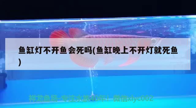 魚缸燈不開魚會死嗎(魚缸晚上不開燈就死魚) 祥龍藍珀金龍魚