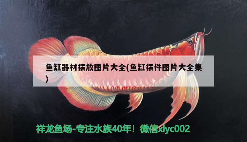 魚缸器材擺放圖片大全(魚缸擺件圖片大全集) 夢(mèng)幻雷龍魚 第2張