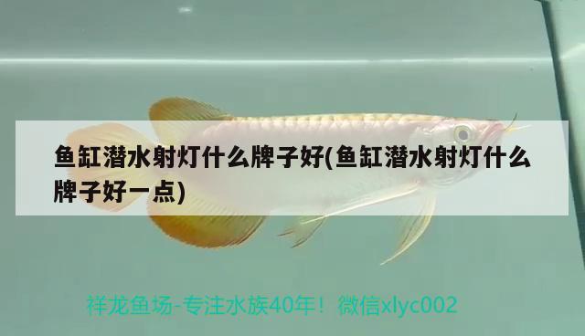 魚(yú)缸潛水射燈什么牌子好(魚(yú)缸潛水射燈什么牌子好一點(diǎn)) 白子紅龍魚(yú)