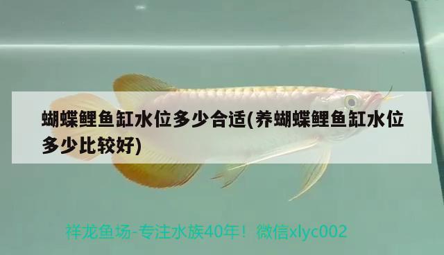 彩蝶魚缸圖片欣賞圖大全大圖（彩蝶魚缸f款怎么樣） 可麗愛(ài)魚缸 第2張